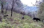 مشاهده یک قلاده خرس قهوه‌ای ماده به همراه دو توله در گیلان