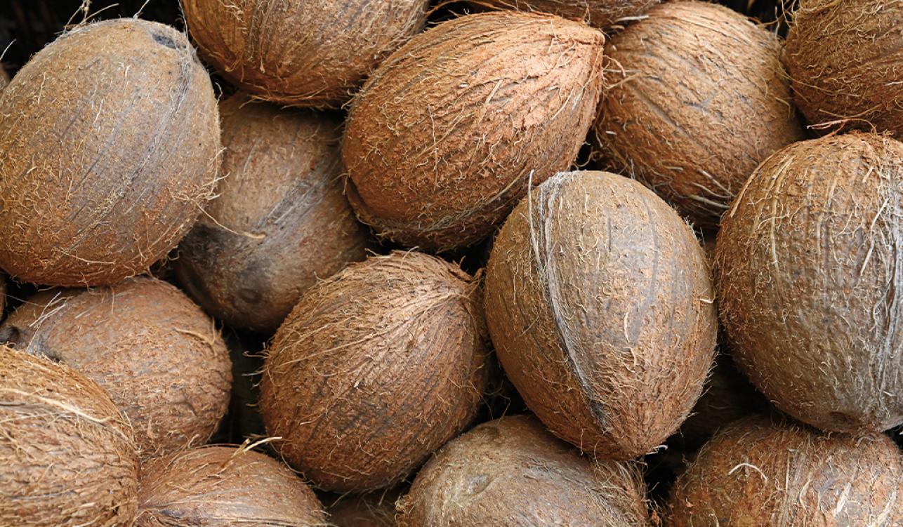 ۳۴ مورد از خواص نارگیل برای سلامت بدن، پوست و مو که باید بدانید