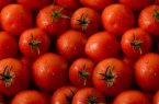 چرا گوجه‌فرنگی کمیاب شد؟