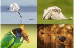 بی‌نظیرترین تصاویر پرندگان در بین آثار مسابقه عکاسی BirdLife استرالیا