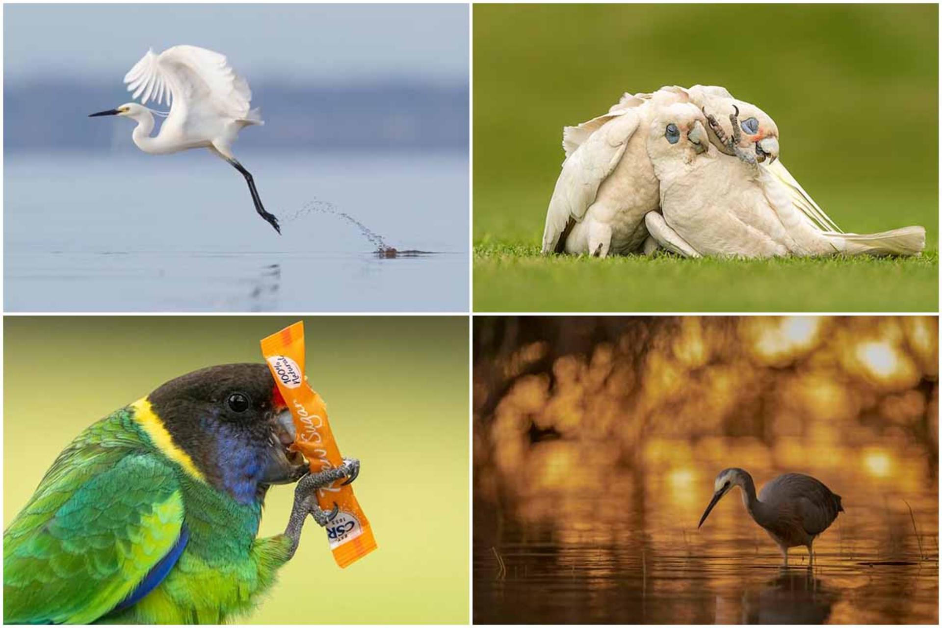 بی‌نظیرترین تصاویر پرندگان در بین آثار مسابقه عکاسی BirdLife استرالیا