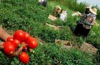 راه اندازی بیش از ۱۰۰ صندوق اعتباری خرد زنان روستایی درگیلان
