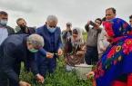 مطالبات چایکاران به موقع پرداخت می شود | دولت تصمیم گرفته از برنج و چای حمایت کند مطالبات چایکاران به موقع پرداخت می شود | دولت تصمیم گرفته از برنج و چای حمایت کند