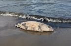پیدا شدن لاشه یک فک خزری در ساحل چونچنان